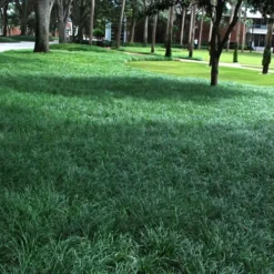 Tall Mondo Grass - 18 Count Flat Of Pint Pots -Outlet Aegis Garden Store Mondo Grass 21