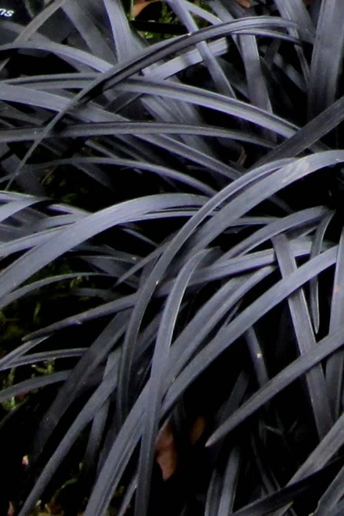 Black Mondo Grass (Ophiopogon Planiscapus 'Nigrescens') - 5 Pack Of Quart Pots 9 Black Mondo Grass (Ophiopogon Planiscapus 'Nigrescens') - 5 Pack Of Quart Pots - Image 7