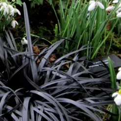 Black Mondo Grass (Ophiopogon Planiscapus 'Nigrescens') - 5 Pack Of Quart Pots 14 Black Mondo Grass (Ophiopogon Planiscapus 'Nigrescens') - 5 Pack Of Quart Pots -Outlet Aegis Garden Store Mondo Grass Black 11 3