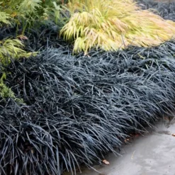 Black Mondo Grass (Ophiopogon Planiscapus 'Nigrescens') - 5 Pack Of Quart Pots 13 Black Mondo Grass (Ophiopogon Planiscapus 'Nigrescens') - 5 Pack Of Quart Pots -Outlet Aegis Garden Store Mondo Grass Black 12 3