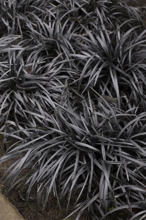 Black Mondo Grass (Ophiopogon Planiscapus 'Nigrescens') - 5 Pack Of Quart Pots 3 Black Mondo Grass (Ophiopogon Planiscapus 'Nigrescens') - 5 Pack Of Quart Pots