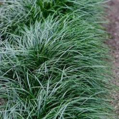 Tall Mondo Grass - 6 Pack Of 1 Gallon Pots - ON SALE! -Outlet Aegis Garden Store Mondo Grass Black 23 1