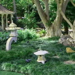 Tall Mondo Grass - 18 Count Flat Of Pint Pots -Outlet Aegis Garden Store Mondo Grass Black 25