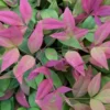 Blush Pink Nandina - 6 Pack Of 1 Gallon Pots -Outlet Aegis Garden Store Nandina Blush Pink 500x750 3