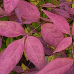 Blush Pink Nandina - 6 Pack Of 1 Gallon Pots -Outlet Aegis Garden Store Nandina Blush Pink Foliage Closeup 2