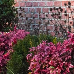 Blush Pink Nandina - 1 Gallon Pot 16 Blush Pink Nandina - 1 Gallon Pot -Outlet Aegis Garden Store Nandina Blush Pink In Home Foundation Planting 3