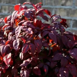 Blush Pink Nandina - 6 Pack Of 1 Gallon Pots -Outlet Aegis Garden Store Nandina Blush Pink Winter Foliage Color 2