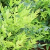 Lemon Lime Nandina - 2.5 Quart Pot 1 Lemon Lime Nandina - 2.5 Quart Pot -Outlet Aegis Garden Store Nandina Lemon Lime 13