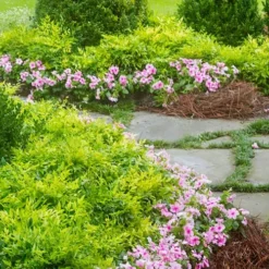 Lemon Lime Nandina - 2.5 Quart Pot -Outlet Aegis Garden Store Nandina Lemon Lime 14