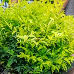 Lemon Lime Nandina - 2.5 Quart Pot -Outlet Aegis Garden Store Nandina Lemon Lime 51