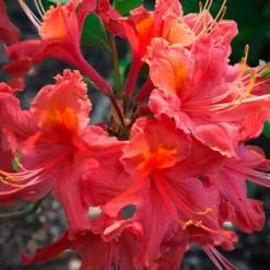 Jeb Stuart Native Azalea (Rhododendron) - 1 Gallon Pot 11 Jeb Stuart Native Azalea (Rhododendron) - 1 Gallon Pot -Outlet Aegis Garden Store Native Azalea Jeb Stuart 2