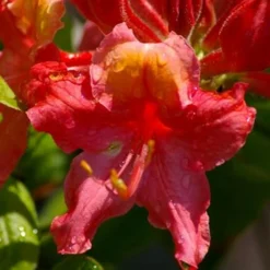 Jeb Stuart Native Azalea (Rhododendron) - 1 Gallon Pot 10 Jeb Stuart Native Azalea (Rhododendron) - 1 Gallon Pot -Outlet Aegis Garden Store Native Azalea Jeb Stuart 3