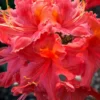Jeb Stuart Native Azalea (Rhododendron) - 1 Gallon Pot -Outlet Aegis Garden Store Native Azalea Jeb Stuart rhododendron 20