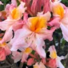 Pink Carousel Aromi Azalea (Rhododendron Hybrid) - 3 Gallon Pot -Outlet Aegis Garden Store Native Azalea Pink Carousel 1
