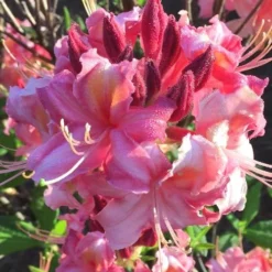 Southern Sunset Aromi Azalea (Rhododendron Hybrid) - 3 Gallon Pot