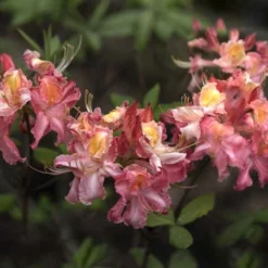 Southern Sunset Aromi Azalea (Rhododendron Hybrid) - 3 Gallon Pot -Outlet Aegis Garden Store Native Azalea Southern Sunset 4