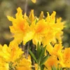 Sunny Side Up Aromi Azalea (Rhododendron Hybrid) - 3 Gallon Pot -Outlet Aegis Garden Store Native Azalea Sunny Side Up 4