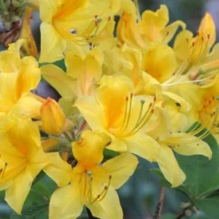 Sunny Side Up Aromi Azalea (Rhododendron Hybrid) - 3 Gallon Pot -Outlet Aegis Garden Store Native Azalea Sunny Side Up 5