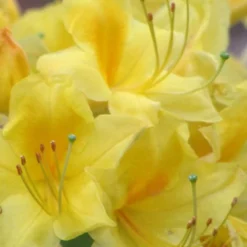 Sunny Side Up Aromi Azalea (Rhododendron Hybrid) - 3 Gallon Pot -Outlet Aegis Garden Store Native Azalea Sunny Side Up 6