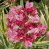 Twist Of Pink Oleander - 2 Gallon Pot