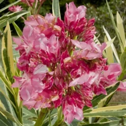 Twist Of Pink Oleander - 2 Gallon Pot