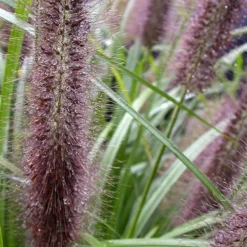 Black Fountain Grass (Pennisetum Alopecuroides 'Moudry') - 1 Gallon Pot -Outlet Aegis Garden Store Pennisetum Moudry 500x750 1