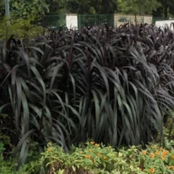 Princess Caroline Purple Fountain Grass (Pennisetum) - 6 Pack Of 1 Gallon Pots 10 Princess Caroline Purple Fountain Grass (Pennisetum) - 6 Pack Of 1 Gallon Pots -Outlet Aegis Garden Store Pennisetum Princess Caroline 5