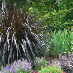 Princess Caroline Purple Fountain Grass (Pennisetum) - 6 Pack Of 1 Gallon Pots 11 Princess Caroline Purple Fountain Grass (Pennisetum) - 6 Pack Of 1 Gallon Pots -Outlet Aegis Garden Store Pennisetum Princess Caroline Plant 2