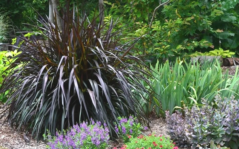 Princess Caroline Purple Fountain Grass (Pennisetum) - 6 Pack Of 1 Gallon Pots 7 Princess Caroline Purple Fountain Grass (Pennisetum) - 6 Pack Of 1 Gallon Pots - Image 5