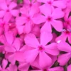 Drummond's Pink Creeping Phlox - 1 Gallon Pot -Outlet Aegis Garden Store Phlox Drummonds Pink 10