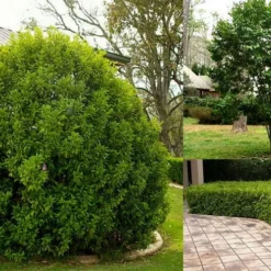 Banana Shrub - 1 Gallon Pot -Outlet Aegis Garden Store Picture Banana Shrub 3 4