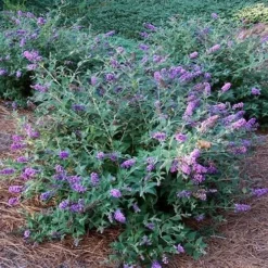 Lo & Behold Blue Chip Dwarf Butterfly Bush - 1 Gallon Pot 18 Lo & Behold Blue Chip Dwarf Butterfly Bush - 1 Gallon Pot -Outlet Aegis Garden Store Picture Butterfly Bush Lo And Behold Blue Chip 2 1