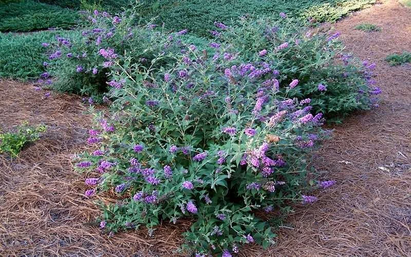 Lo & Behold Blue Chip Dwarf Butterfly Bush - 1 Gallon Pot 10 Lo & Behold Blue Chip Dwarf Butterfly Bush - 1 Gallon Pot - Image 8