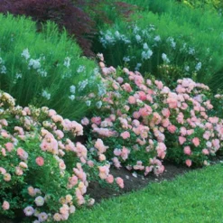 Apricot Drift Dwarf Rose - 2 Gallon Pot -Outlet Aegis Garden Store Picture Drift Rose Apricot Border 1