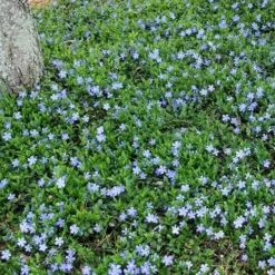 Evergreen Periwinkle - Vinca Minor - 18 Count Flat Of Pint Pots -Outlet Aegis Garden Store Picture Evergreen Periwinkle Groundcover