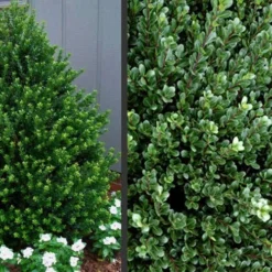 Pyramidal Compacta Japanese Holly - 3 Gallon Pot -Outlet Aegis Garden Store Picture Holly Compacta Pyramidal 1