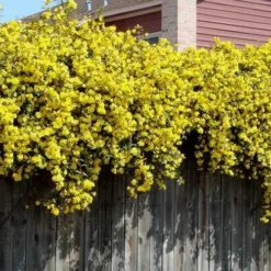 Carolina Yellow Jasmine - Jessamine (Gelsium Sempervirens) - 6 Pack Of 1 Gallon Pots -Outlet Aegis Garden Store Picture Jasmine Carolina On Fence