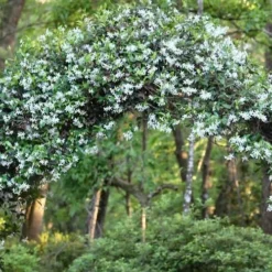 Confederate Jasmine Vine (Trachelospermum Jasminoides) - 6 Pack Of 1 Gallon Pots -Outlet Aegis Garden Store Picture Jasmine Confederate On Arch 4