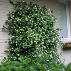 Confederate Jasmine Vine (Trachelospermum Jasminoides) - 6 Pack Of 1 Gallon Pots -Outlet Aegis Garden Store Picture Jasmine Confederate On Trellis 4