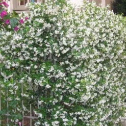 Confederate Jasmine Vine (Trachelospermum Jasminoides) - 6 Pack Of 1 Gallon Pots -Outlet Aegis Garden Store Picture Jasmine Confederate Vine 1 4