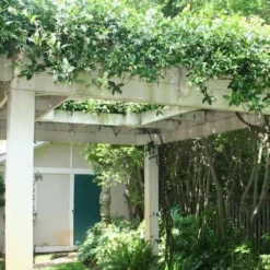 Confederate Jasmine Vine (Trachelospermum Jasminoides) - 6 Pack Of 1 Gallon Pots -Outlet Aegis Garden Store Picture Jasmine Confederate Vine 2 4