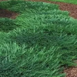 Bar Harbor Juniper - 6-Pack Of 1 Gallon Pots -Outlet Aegis Garden Store Picture Juniper Bar Harbor 1