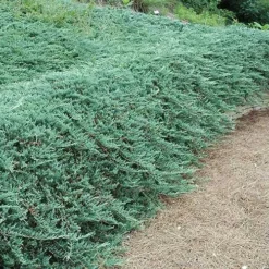 Bar Harbor Juniper - 6-Pack Of 1 Gallon Pots -Outlet Aegis Garden Store Picture Juniper Bar Harbor Wall 1