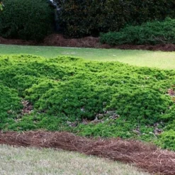 Green Mound Juniper - 1 Gallon Pot -Outlet Aegis Garden Store Picture Juniper Green Mound 3 2