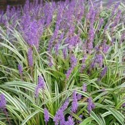 Variegated Liriope - Lilyturf - 72 Pack Of 3.5" Pint Pots -Outlet Aegis Garden Store Picture Liriope Variegated 1 3