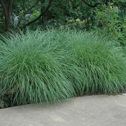 Little Kitten Dwarf Maiden Grass - Miscanthus Sinensis - 3 Gallon Pot -Outlet Aegis Garden Store Picture Little Kitten Maiden Grass 2 1