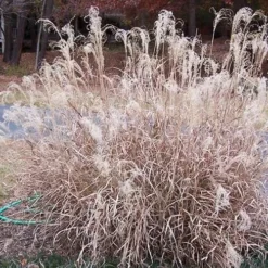 Little Zebra Grass - Miscanthus - 6 Pack Of 1 Gallon Pots -Outlet Aegis Garden Store Picture Little Zebra Grass Plumes