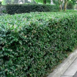 Emerald Snow Loropetalum (Chinese Fringeflower) - 3 Gallon Pot -Outlet Aegis Garden Store Picture Loropetalum Emerald Snow Hedge 2