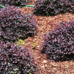 Purple Daydream Dwarf Loropetalum - 1 Gallon Pot -Outlet Aegis Garden Store Picture Loropetalum Purple Daydream 3 1