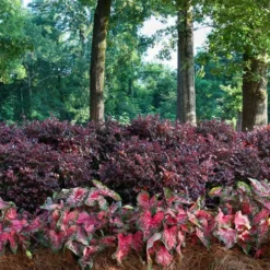 Purple Diamond Loropetalum - 5 Gallon Pot -Outlet Aegis Garden Store Picture Loropetalum Purple Diamond Shrubs Background Hedge 3